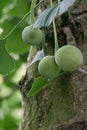 Maidenhair tree Ginkgo biloba, fruits on a tree